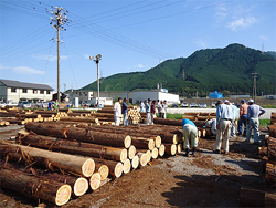 尾鷲・熊野の木材